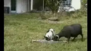 Goat Head Butts Dog