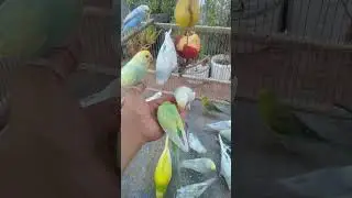 🐥 Bonding with Your Feathered Friend &mdash; Trust Building Tips #Bonding #CompanionBird