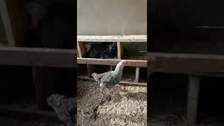 How turkey lay eggs