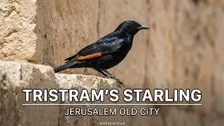 Tristrams starling / Jerusalem old city