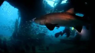 Brainy the Sand Tiger Shark