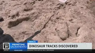 News IQ: Looming auto workers strike, red wolves, and dino tracks