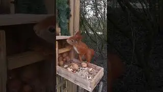 #eichh&ouml;rnchen #buntspecht #meisen #birdwatching #naturelovers #wildlife #nuts #winter