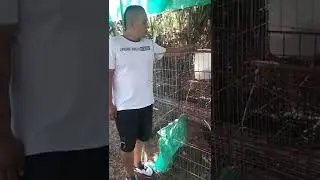 Como hacer que mi gallina fina ponga huevos.