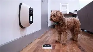 Pet Tech, обзор собаки