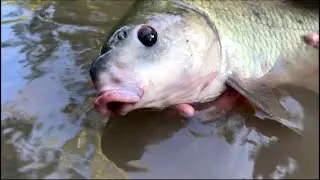 Smallmouth Buffalo!