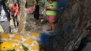 ISA NANAMANG DAMBUHALANG SAWA SA TARLAC