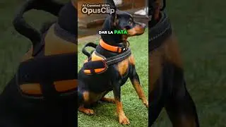 &iexcl;Ense&ntilde;a a tu perro a saludar con estos sencillos pasos!