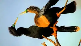 Anhingas Courting in Florida