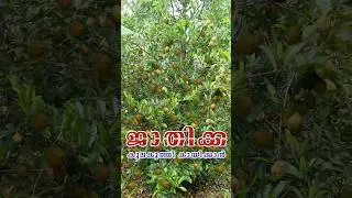 ജാതിക്ക കുലകുത്തി കായിക്കാൻ #greenleafs #shortfeed #short #viral #nutmeg #nursery