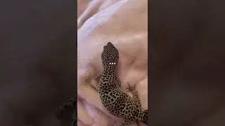 Most of my photos is her😅😅 #leopardgecko #geckos #lizard #geckoleopardo #gecko #petgecko #crystal
