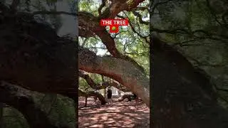 COME SEE the LIVE oak Tree🌳 #oaktree #southcarolina #nature #treelovers #fypシ #shortvideo #viral