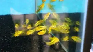 CW009 Green Laser Line Cory