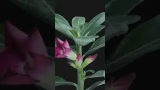 5 Genius Desert Plant Hacks You&rsquo;ll Wish You Knew