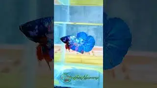 Betta Fish Cross Breeding | Multicolor x Nemo | Projects Breed #shorts #hobinyupang #bettafish