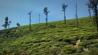 VALPARAI, ALIYAR DAM, MONKEY FALLS