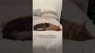 Thank you Ollie 🥹 #cats #cattok #catsoftiktok #catlover #love