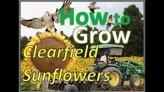 Planting SUNFLOWERS for DOVES without a Planter | Best 