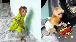 Monkey Kaka runs to rescue Monkey Mit stuck in the washing machine