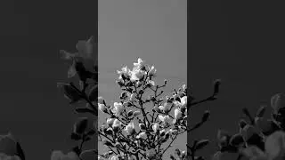 Black and White Magnolia Blossoms in Spring | No Copyright Video | Stock Footage | 4K Footage