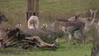 Deer Dance