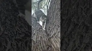 How I get my cat out of a tree Works everytime  #outdoors #funnyanimalvideos #viral #catvideo #cats