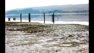 Understanding the ecology of native Olympia oysters in Tomales Bay
