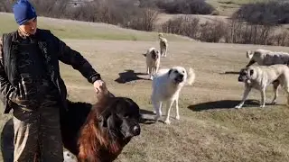 VIZITE LA TURME DE 0I BREZE ,VAROȘE , ROMANOV ȘI CÂINI PUTERNICI 