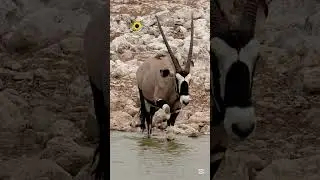 The gemsbok, or South African oryx,#naturalbeauty #vibrantbirds #beautifulanimals #animals