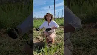 Hopfen in Bayern rechsrum