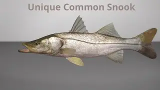 Fishing Planet unique Common Snook (Everglades)