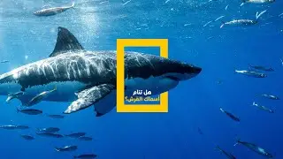 هل تنام أسماك القرش؟