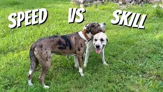 Hercules Has the Moves, Bruno Has the Speed!