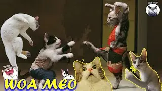 Funniest animals / funny and dumb cats / fun with cats 2022- Woa mew #woa mew
