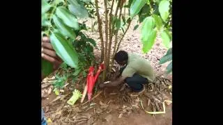 Zanzibar : Une ferme aux épices