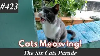 Cats meowing compilation