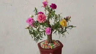c&aacute;ch l&agrave;m bonsai hoa mười giờ đơn giản tuyệt đẹp | bonsai mini | minh đo&agrave;n t&ocirc;