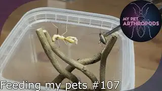 Tarantula, mantis and snake feeding video #107