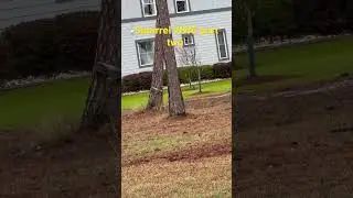 Squirrel WWE part two #trending #life #viral #funny #lol ￼