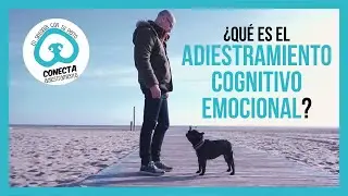 Adiestramiento Canino Cognitivo-Emocional 🐾 ¿TODAVÍA no lo conoces?