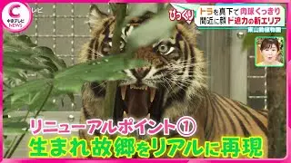 【東山動物園】トラやオラウータンを間近で見られる！　新エリアをお披露目　#動物 #アニマル