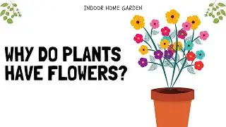 Why Do Plants Have Flowers? - Scientific Reasons!
