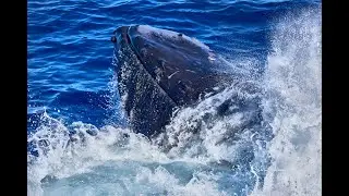 Humpback Whales 2022