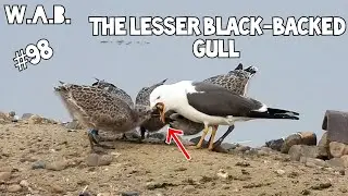 The&nbsp;lesser black-backed GULL&nbsp;feeding young | Maasbracht, The Netherlands | Wild Animal Behaviour #98