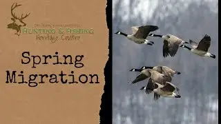 Spring Migration