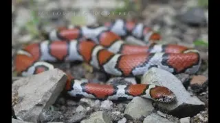 Herping the Midwest 2022 Trailer! #herping #snakes #milksnake