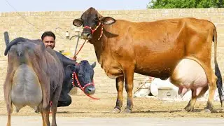 35 35 लीटर दूध 😳 65000 में गाय 🙏 किराया फ्री 💥 High Milking Dairy Cows Sale