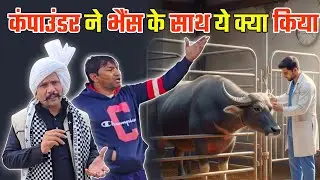 कंपाउंडर ने भैंस के साथ ये क्या किया...