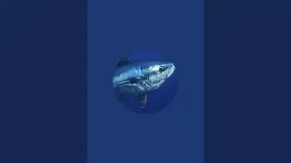 Taiwan seafood auction live stream