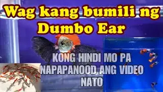 How to select Dumbo Ear Guppy for Breeding material and Show grade. By GuppyMNL